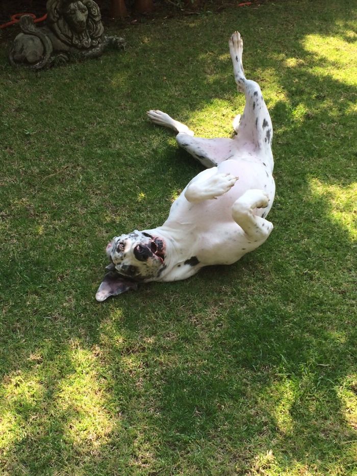 Post The Happiest Dogs Who Show The Best Smiles (346 Pics)