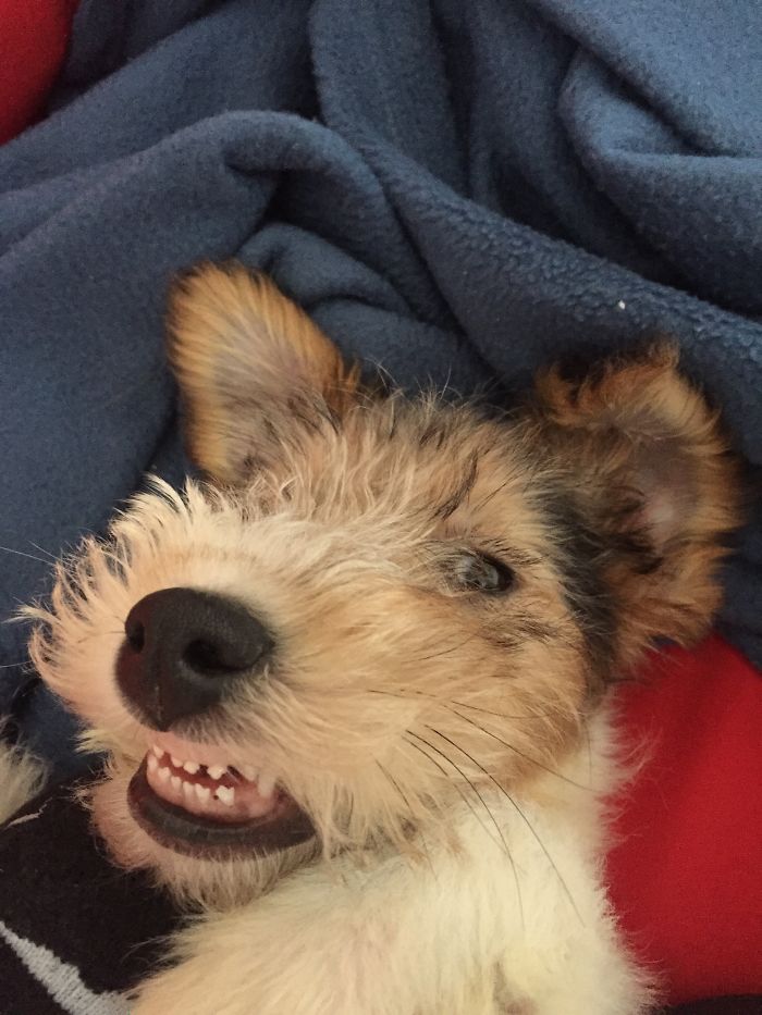 Post The Happiest Dogs Who Show The Best Smiles (346 Pics)