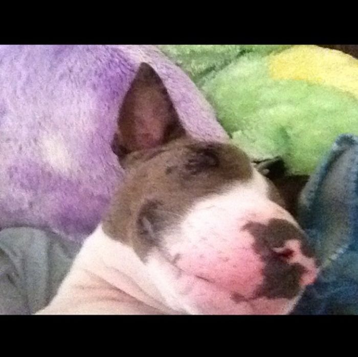 Post The Happiest Dogs Who Show The Best Smiles (346 Pics)