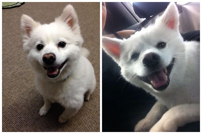 Post The Happiest Dogs Who Show The Best Smiles (346 Pics)