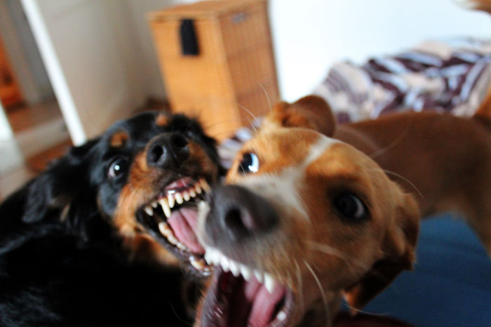 Post The Happiest Dogs Who Show The Best Smiles (346 Pics)