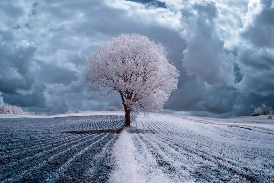 The Majestic Beauty Of Trees In Poland Captured In Infrared Photography The Majestic Beauty Of Trees In Poland Captured In Infrared Photography