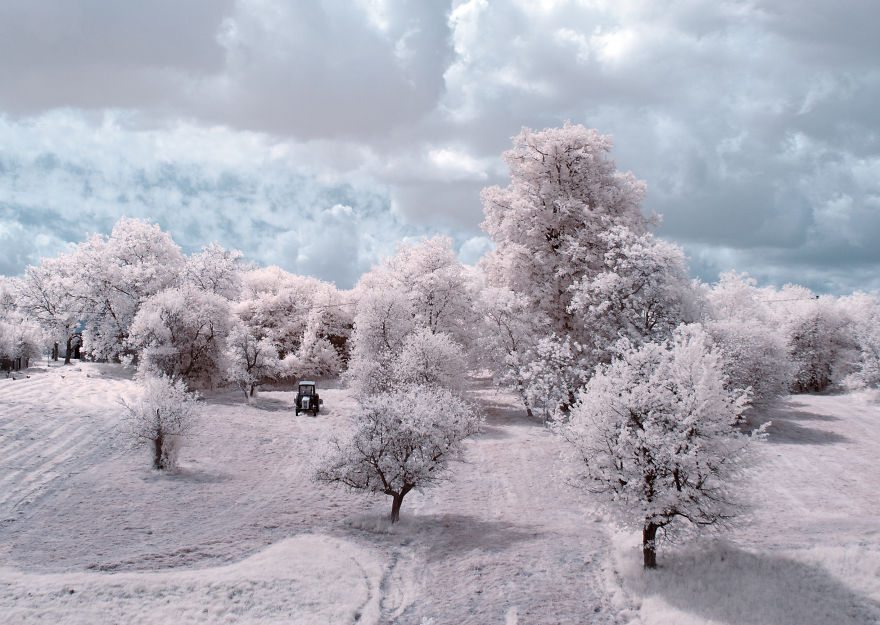 The Majestic Beauty Of Trees In Poland Captured In Infrared Photography The Majestic Beauty Of Trees In Poland Captured In Infrared Photography