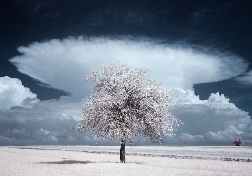 The Majestic Beauty Of Trees In Poland Captured In Infrared Photography The Majestic Beauty Of Trees In Poland Captured In Infrared Photography