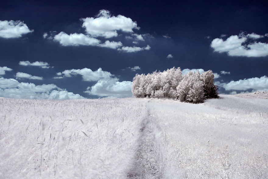 The Majestic Beauty Of Trees In Poland Captured In Infrared Photography The Majestic Beauty Of Trees In Poland Captured In Infrared Photography