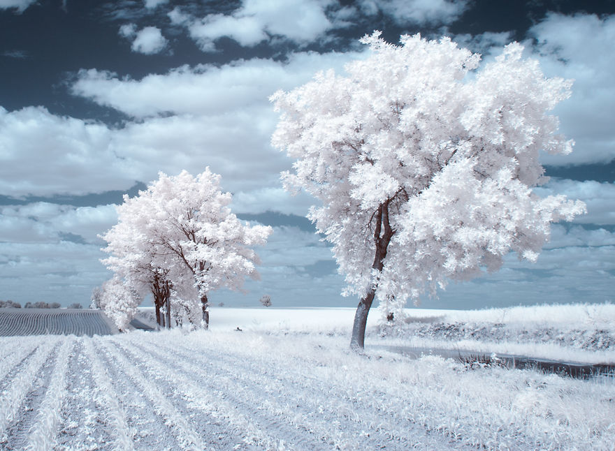 The Majestic Beauty Of Trees In Poland Captured In Infrared Photography The Majestic Beauty Of Trees In Poland Captured In Infrared Photography