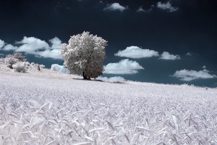 The Majestic Beauty Of Trees In Poland Captured In Infrared Photography The Majestic Beauty Of Trees In Poland Captured In Infrared Photography