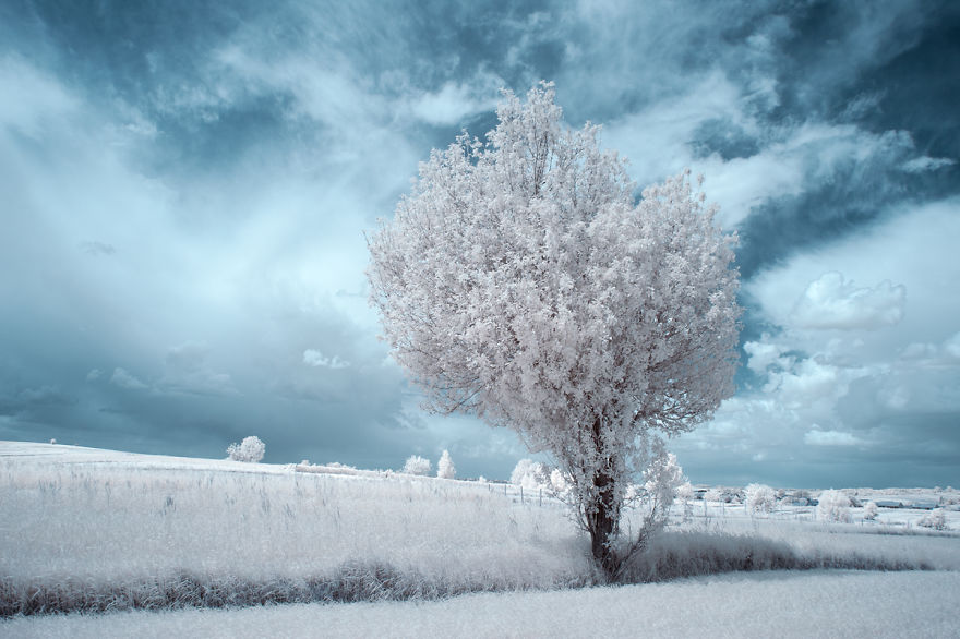 The Majestic Beauty Of Trees In Poland Captured In Infrared Photography The Majestic Beauty Of Trees In Poland Captured In Infrared Photography