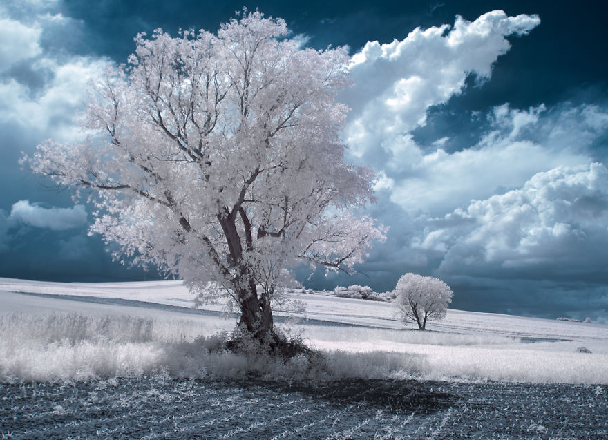 The Majestic Beauty Of Trees In Poland Captured In Infrared Photography The Majestic Beauty Of Trees In Poland Captured In Infrared Photography