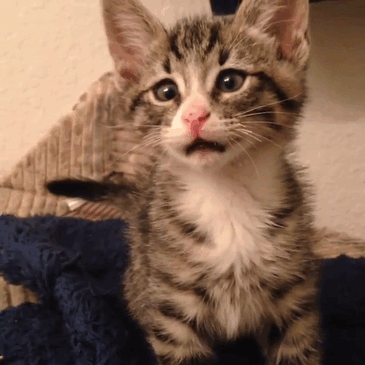 Kitten Born With Permanently Worried-Looking Eyes Kitten Born With Permanently Worried-Looking Eyes