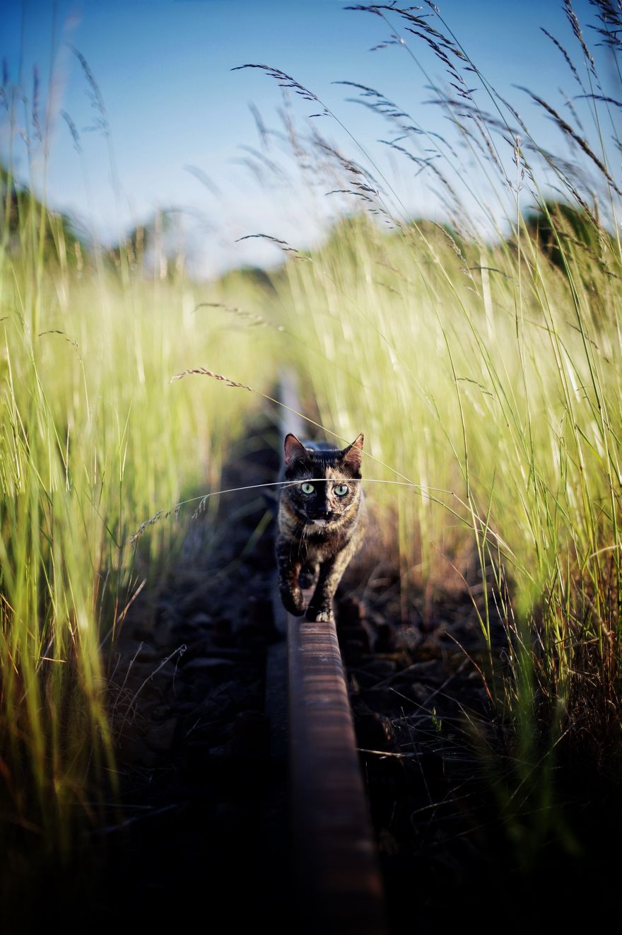 I Photographed My Cat Throughout The Seasons I Photographed My Cat Throughout The Seasons