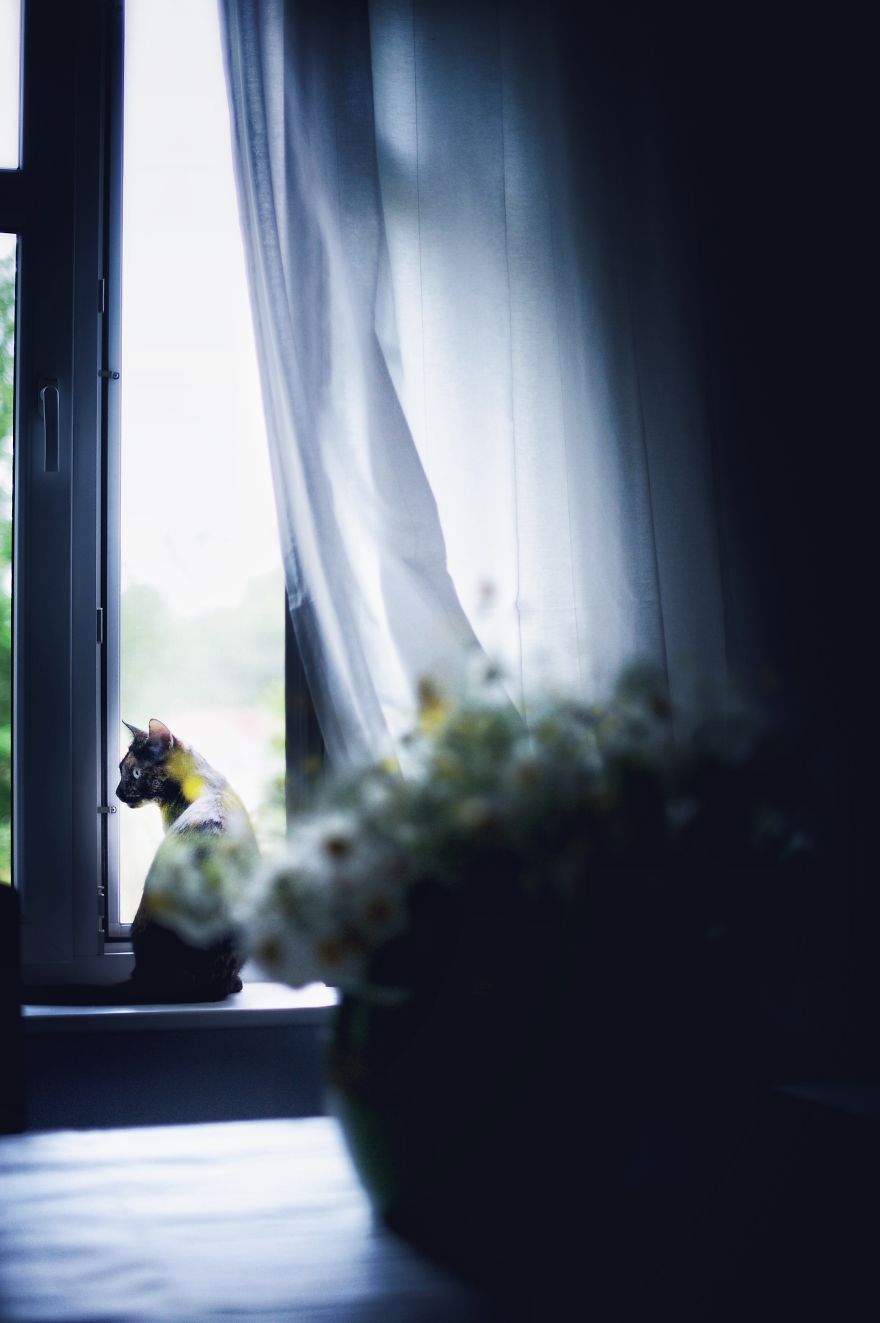 I Photographed My Cat Throughout The Seasons I Photographed My Cat Throughout The Seasons