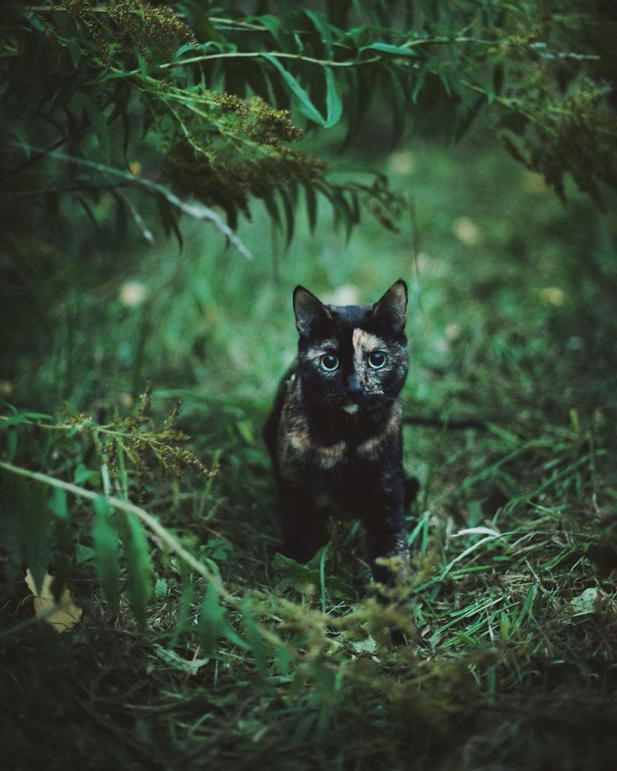 I Photographed My Cat Throughout The Seasons I Photographed My Cat Throughout The Seasons