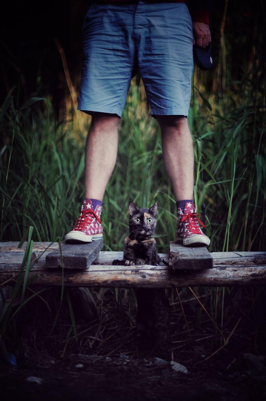 I Photographed My Cat Throughout The Seasons I Photographed My Cat Throughout The Seasons