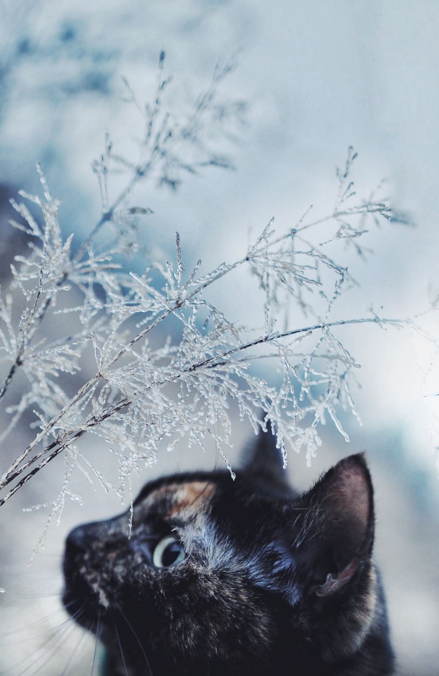 I Photographed My Cat Throughout The Seasons I Photographed My Cat Throughout The Seasons