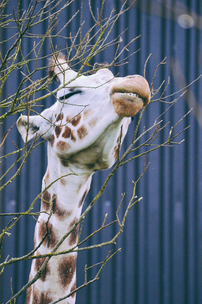 89 Photos Of Animals Eating That’ll Make You Smile 89 Photos Of Animals Eating That’ll Make You Smile