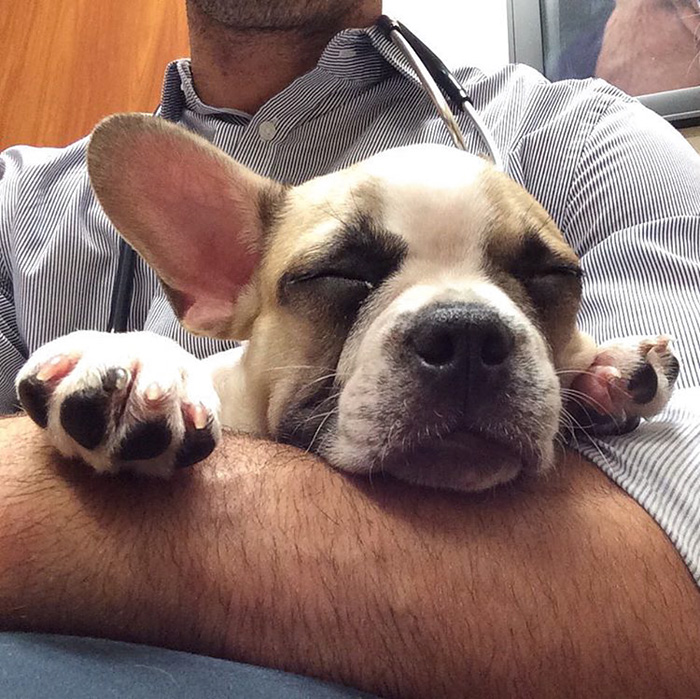 The Hottest Animal Doctor Ever That’ll Make You Want To Get Your Pet Checked The Hottest Animal Doctor Ever That’ll Make You Want To Get Your Pet Checked