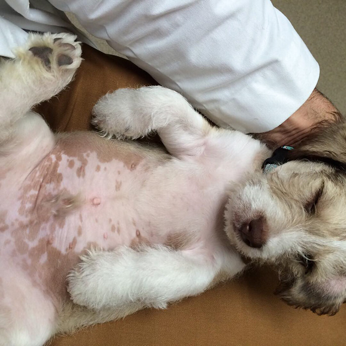 The Hottest Animal Doctor Ever That’ll Make You Want To Get Your Pet Checked The Hottest Animal Doctor Ever That’ll Make You Want To Get Your Pet Checked