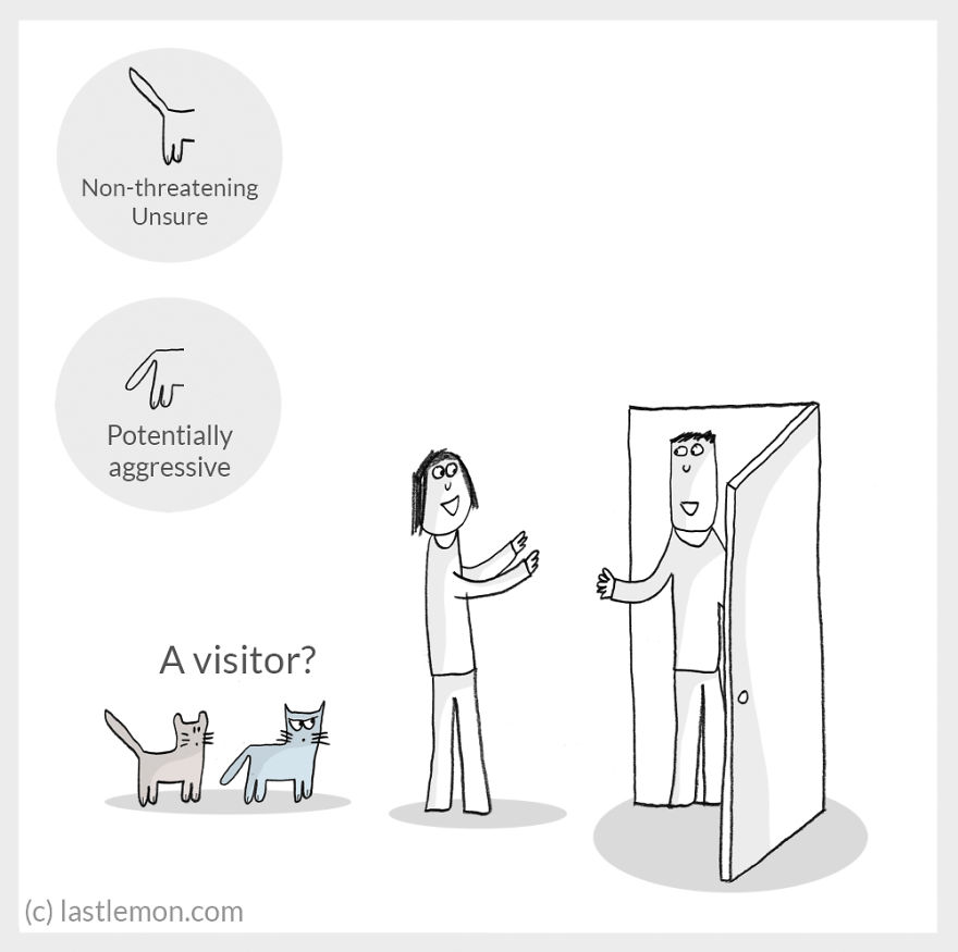 Cat Moods Explained Cat Moods Explained