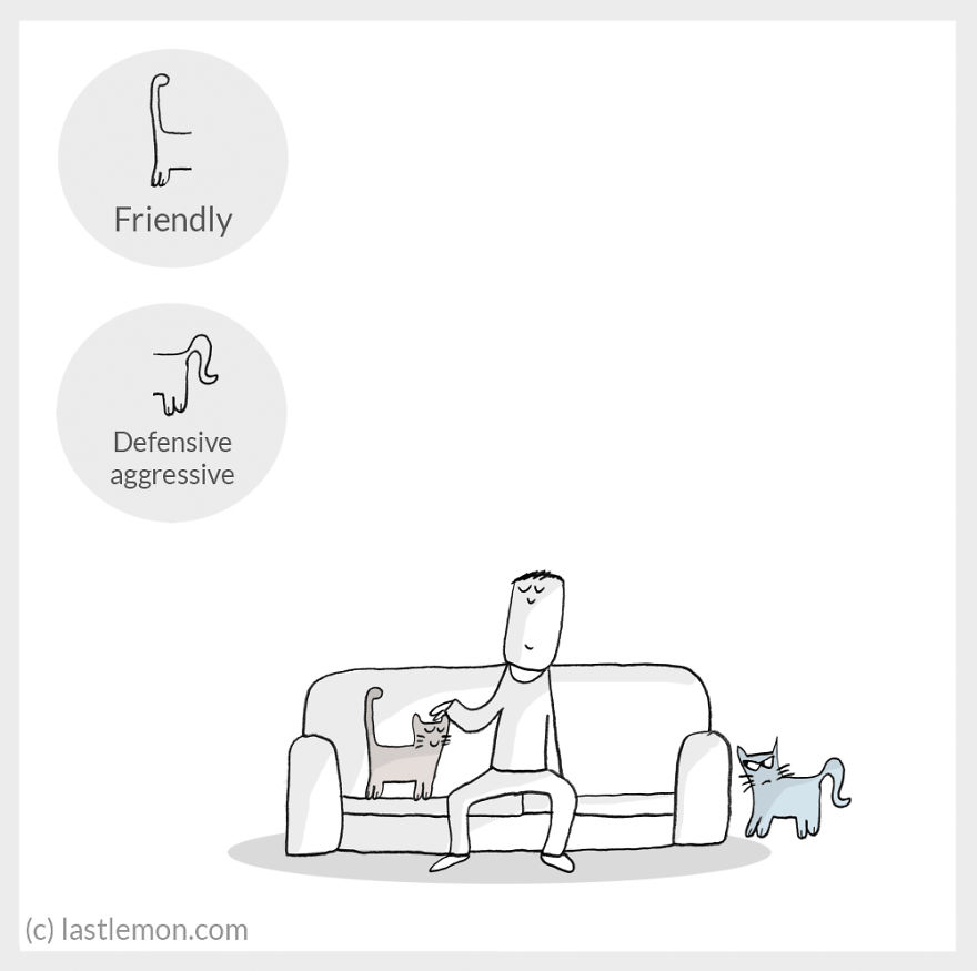 Cat Moods Explained Cat Moods Explained