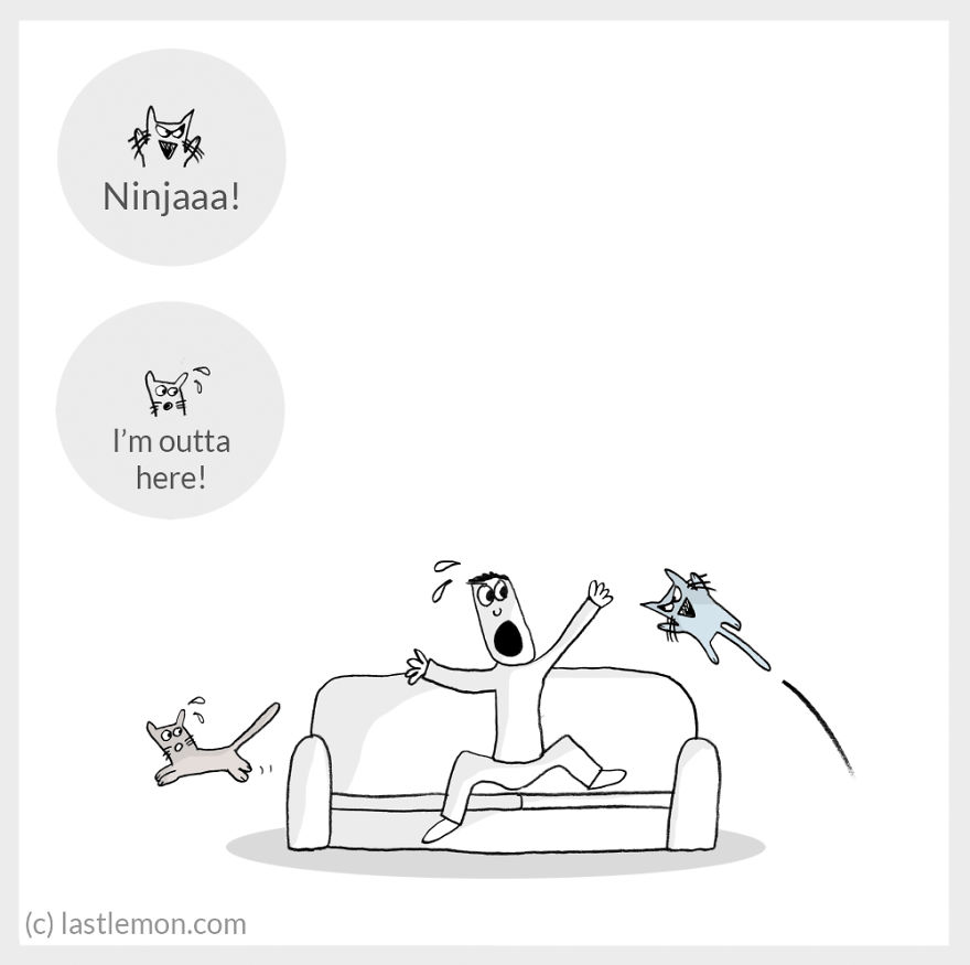 Cat Moods Explained Cat Moods Explained