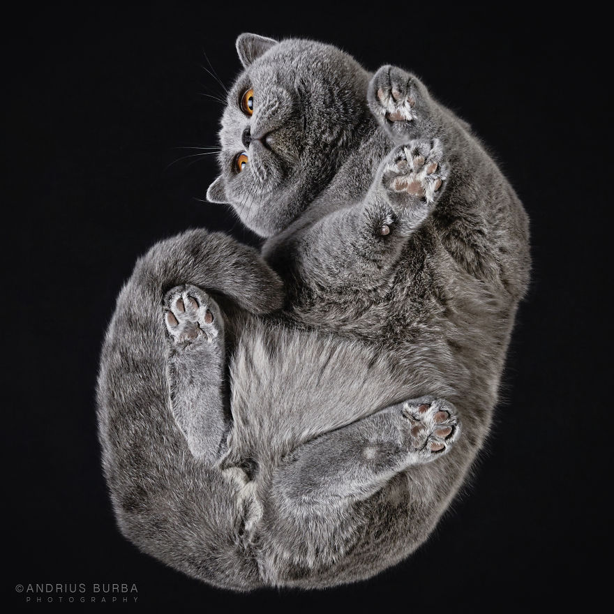 Under-Cats: I Photograph Cats From Underneath Under-Cats: I Photograph Cats From Underneath