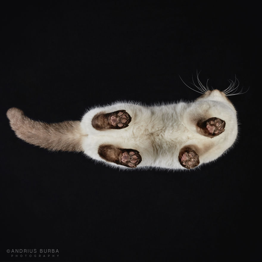 Under-Cats: I Photograph Cats From Underneath Under-Cats: I Photograph Cats From Underneath