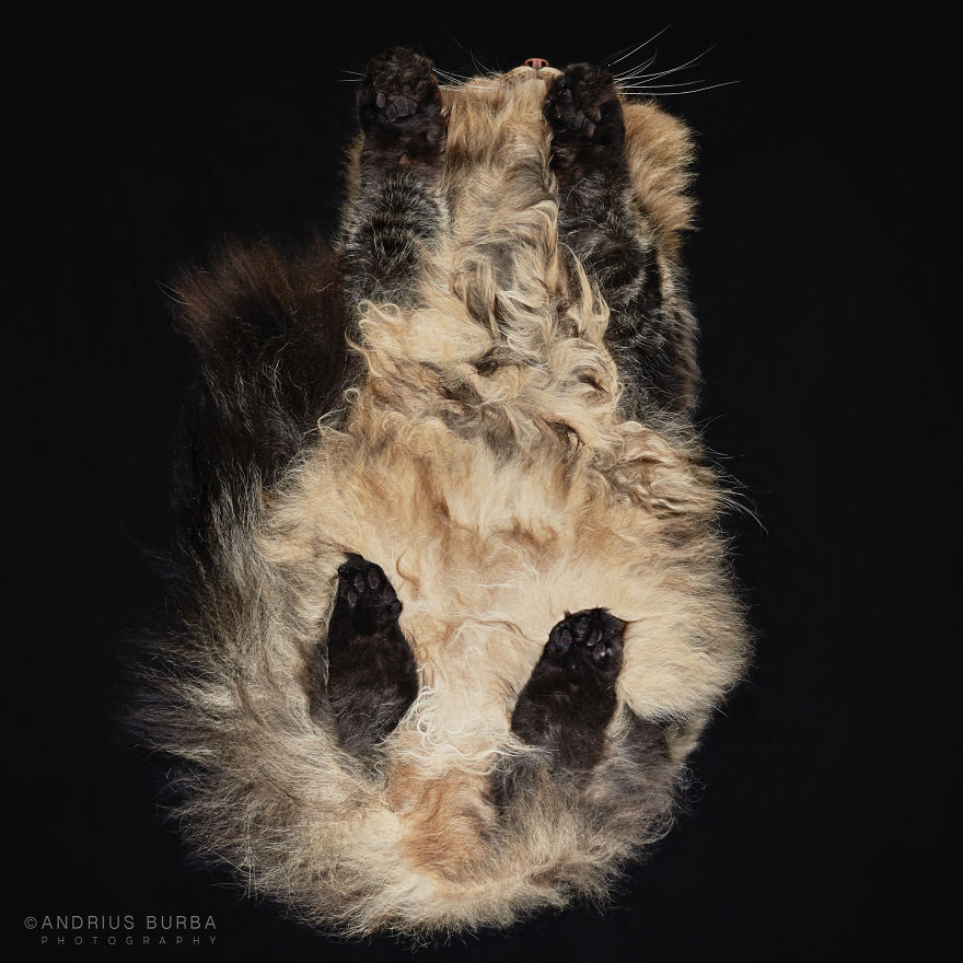 Under-Cats: I Photograph Cats From Underneath Under-Cats: I Photograph Cats From Underneath