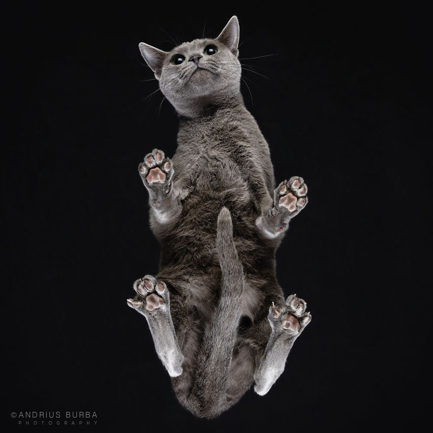 Under-Cats: I Photograph Cats From Underneath Under-Cats: I Photograph Cats From Underneath