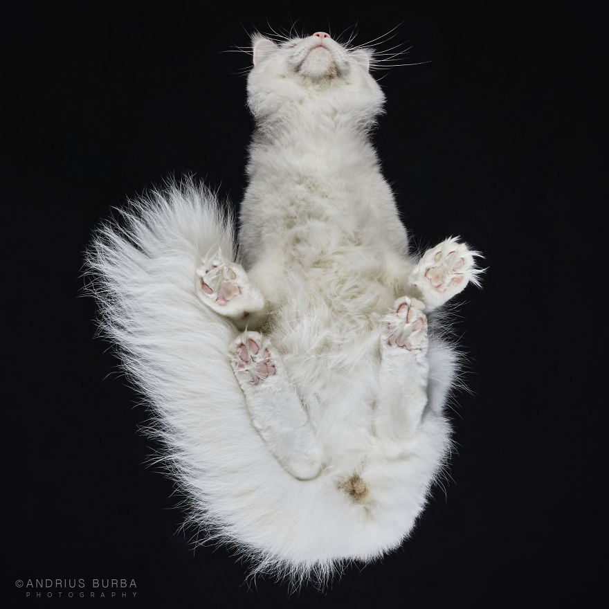 Under-Cats: I Photograph Cats From Underneath Under-Cats: I Photograph Cats From Underneath