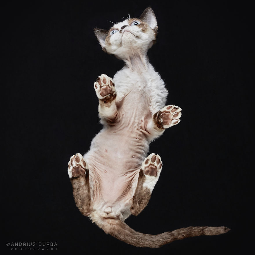 Under-Cats: I Photograph Cats From Underneath Under-Cats: I Photograph Cats From Underneath