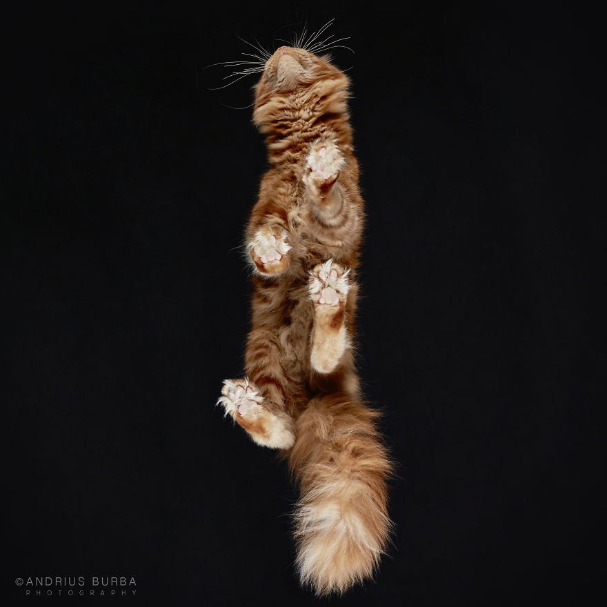 Under-Cats: I Photograph Cats From Underneath Under-Cats: I Photograph Cats From Underneath