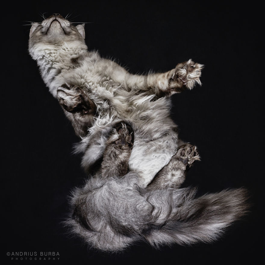 Under-Cats: I Photograph Cats From Underneath Under-Cats: I Photograph Cats From Underneath