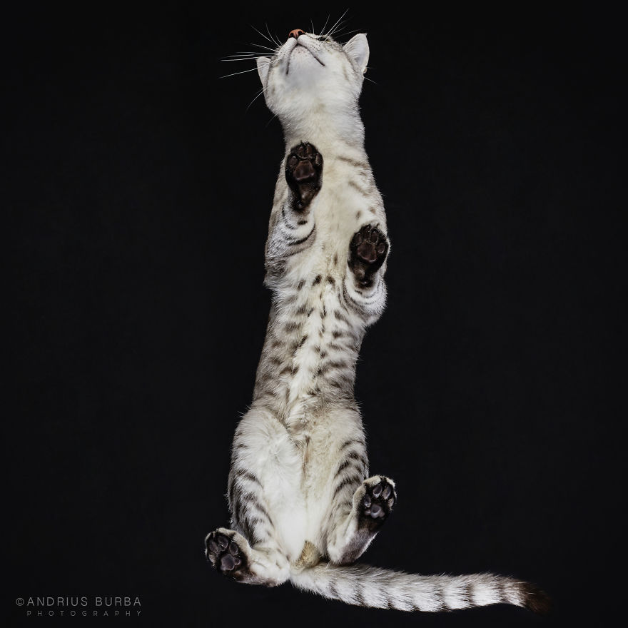 Under-Cats: I Photograph Cats From Underneath Under-Cats: I Photograph Cats From Underneath