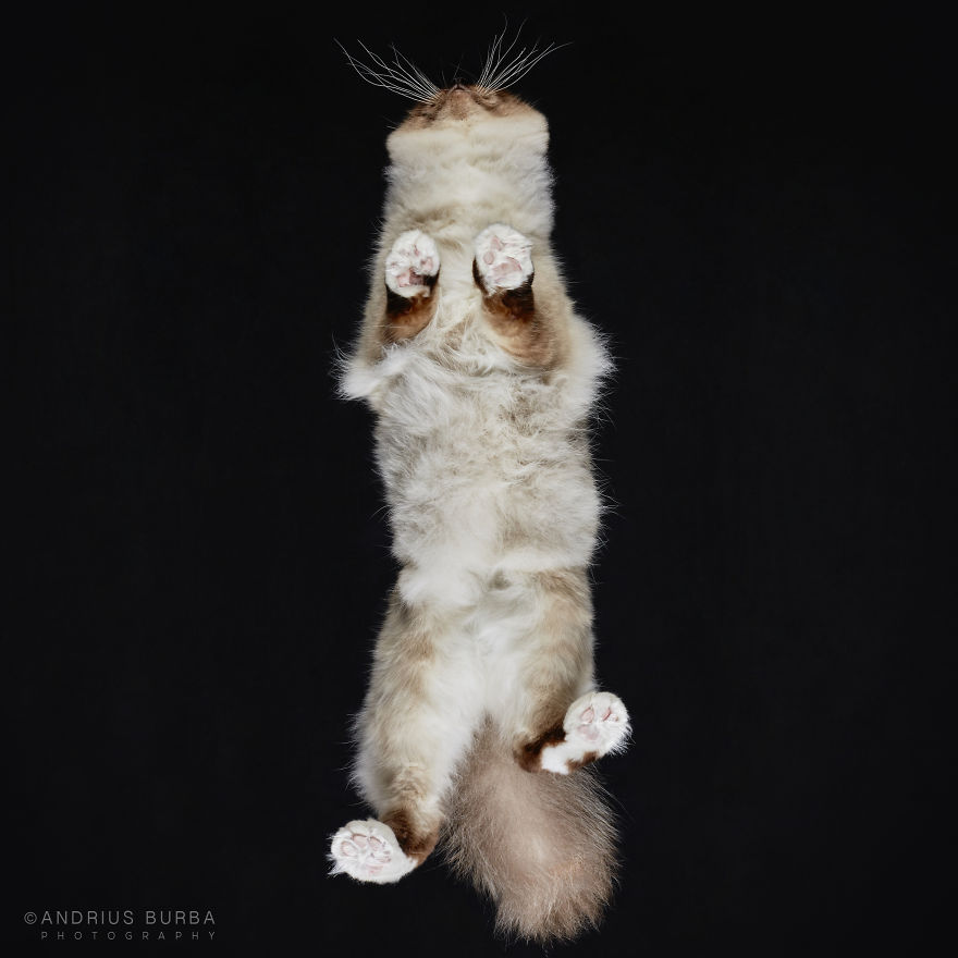 Under-Cats: I Photograph Cats From Underneath Under-Cats: I Photograph Cats From Underneath
