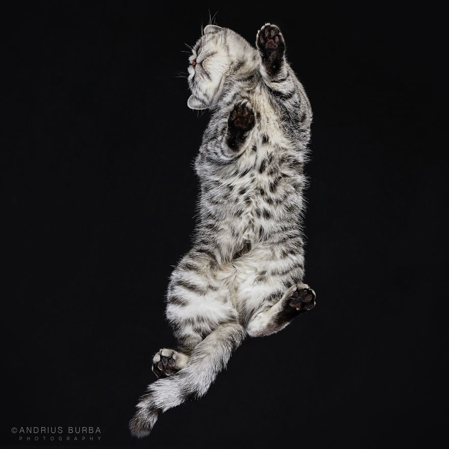 Under-Cats: I Photograph Cats From Underneath Under-Cats: I Photograph Cats From Underneath