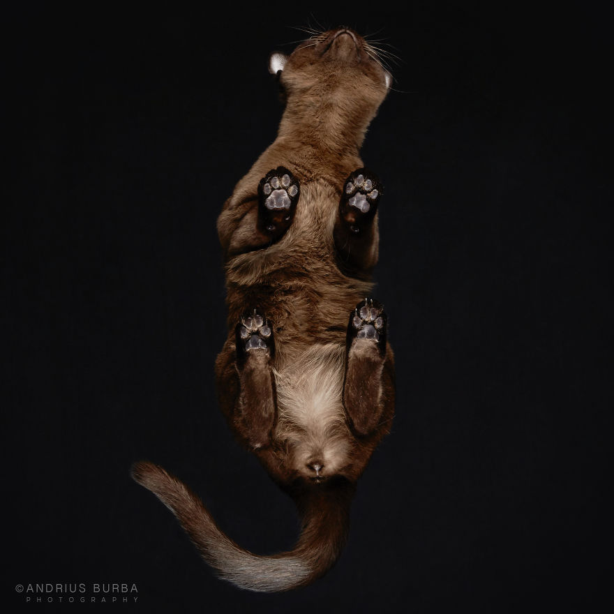 Under-Cats: I Photograph Cats From Underneath Under-Cats: I Photograph Cats From Underneath