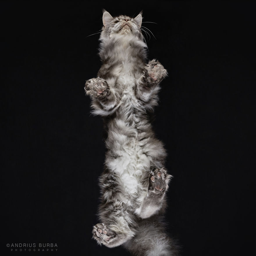 Under-Cats: I Photograph Cats From Underneath Under-Cats: I Photograph Cats From Underneath