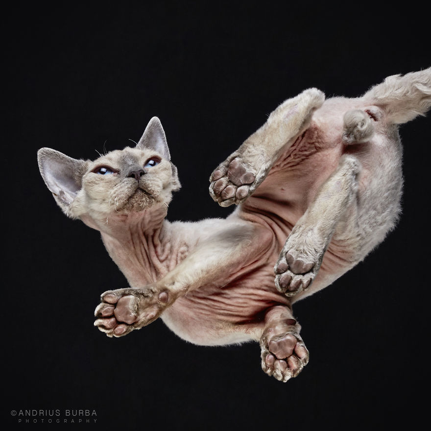Under-Cats: I Photograph Cats From Underneath Under-Cats: I Photograph Cats From Underneath