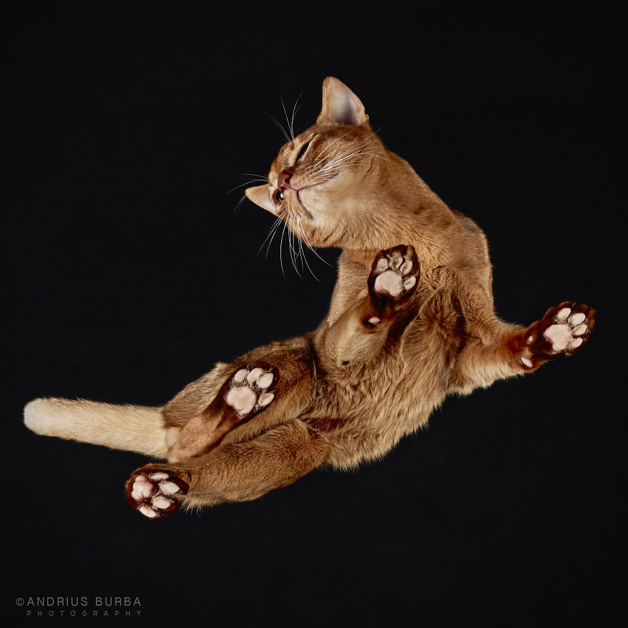 Under-Cats: I Photograph Cats From Underneath Under-Cats: I Photograph Cats From Underneath