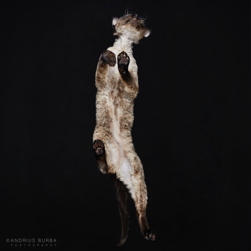 Under-Cats: I Photograph Cats From Underneath Under-Cats: I Photograph Cats From Underneath