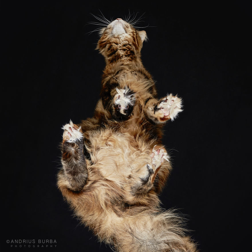 Under-Cats: I Photograph Cats From Underneath Under-Cats: I Photograph Cats From Underneath