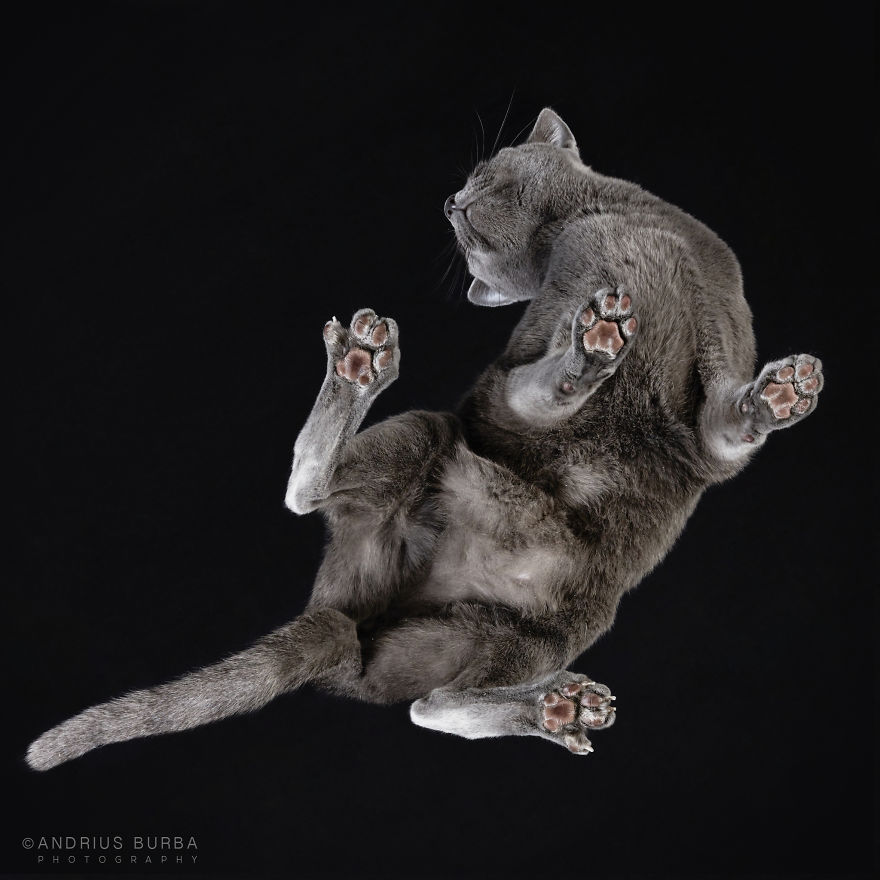 Under-Cats: I Photograph Cats From Underneath Under-Cats: I Photograph Cats From Underneath