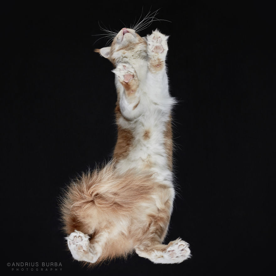 Under-Cats: I Photograph Cats From Underneath Under-Cats: I Photograph Cats From Underneath