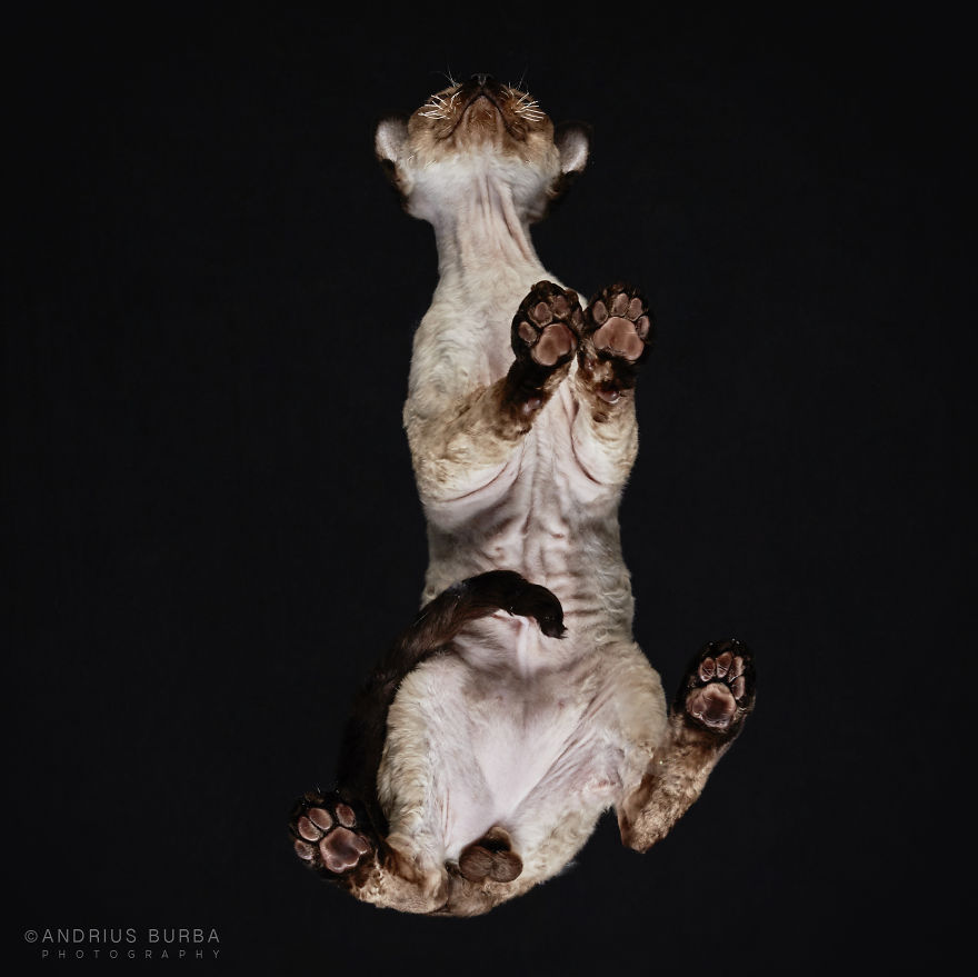 Under-Cats: I Photograph Cats From Underneath Under-Cats: I Photograph Cats From Underneath