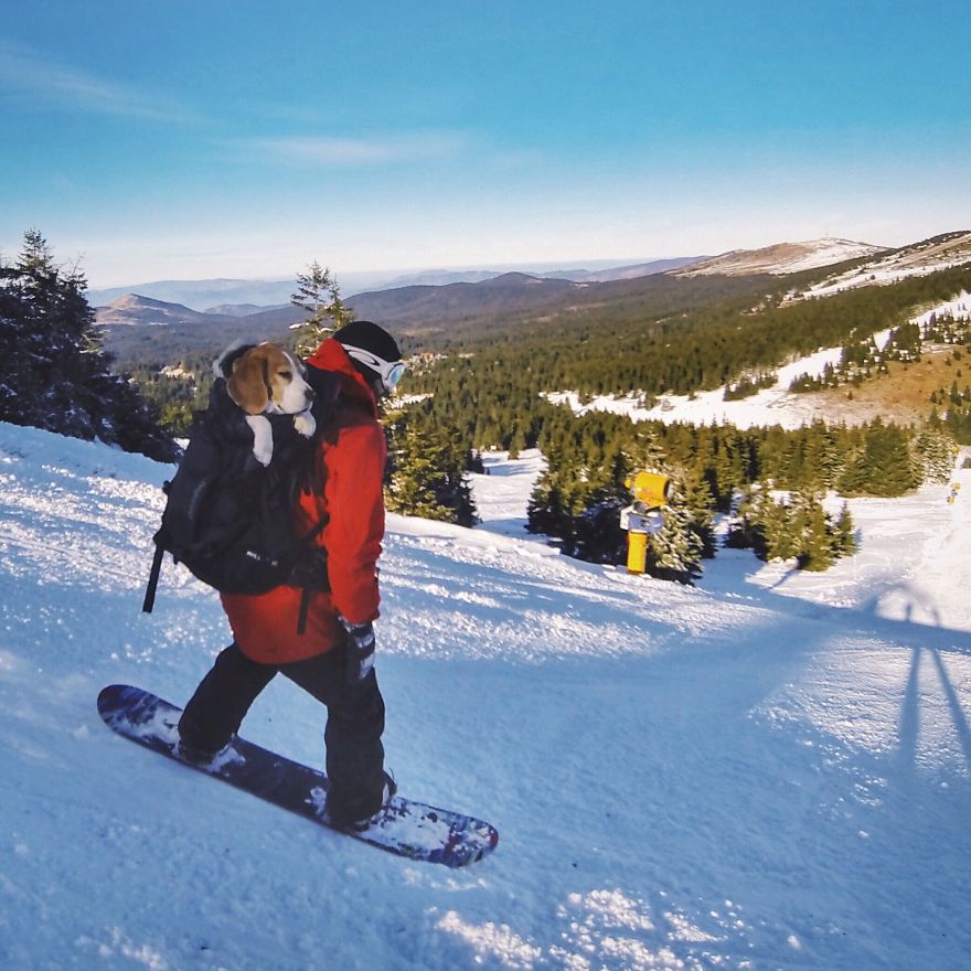 Meet Eli, Our Snowboarding Beagle Meet Eli, Our Snowboarding Beagle