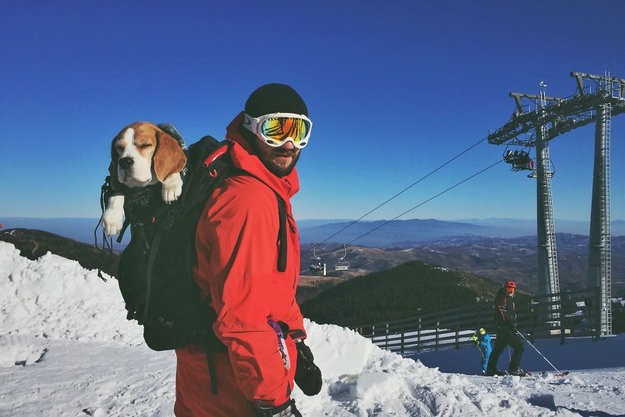 Meet Eli, Our Snowboarding Beagle Meet Eli, Our Snowboarding Beagle