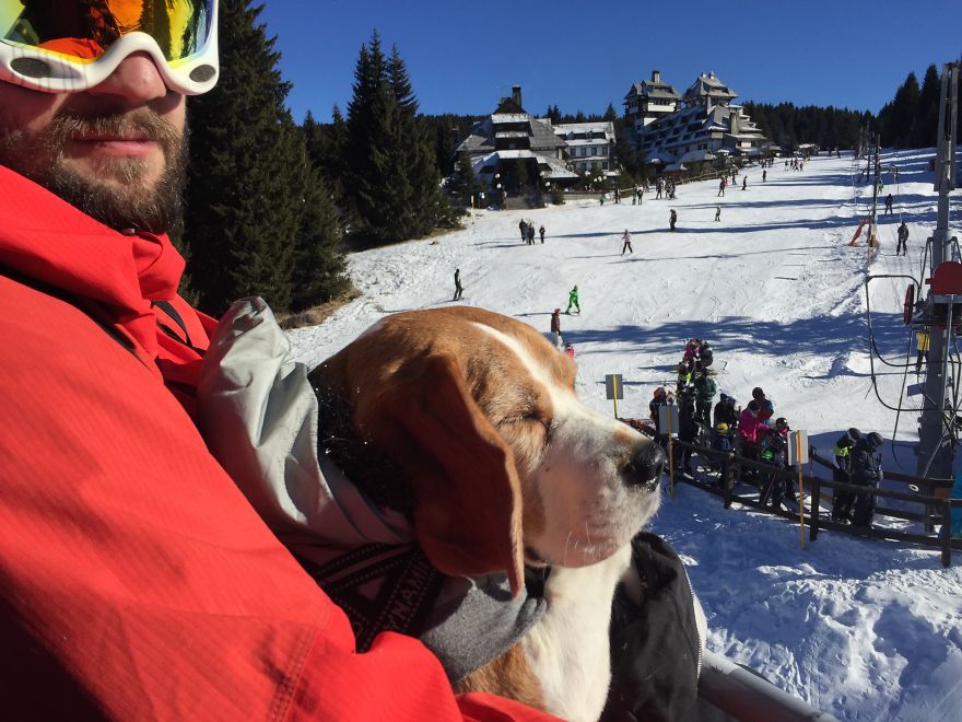 Meet Eli, Our Snowboarding Beagle Meet Eli, Our Snowboarding Beagle