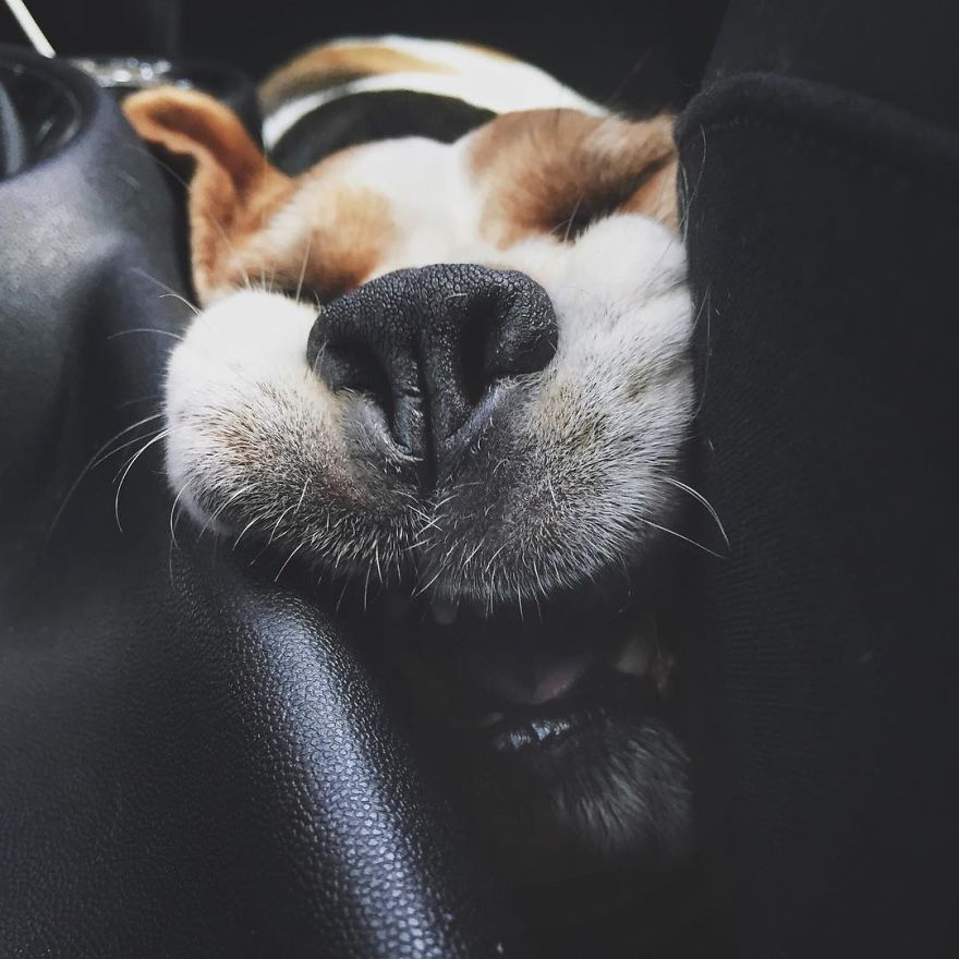 Meet Eli, Our Snowboarding Beagle Meet Eli, Our Snowboarding Beagle