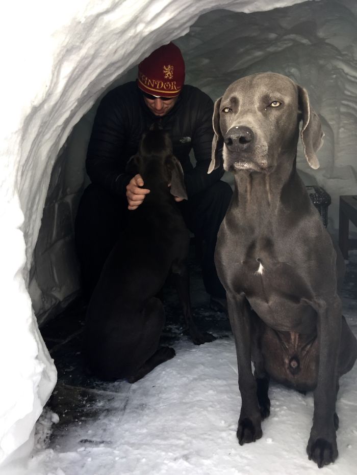 72 Pics That Perfectly Capture How Insane #Blizzard2016 Is 72 Pics That Perfectly Capture How Insane #Blizzard2016 Is